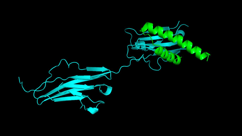 De Novo FGFR2 Binder